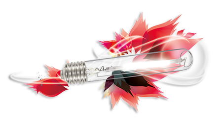 Ampoule Floraison HRO+ 250w - 400w - 600w - 1000w