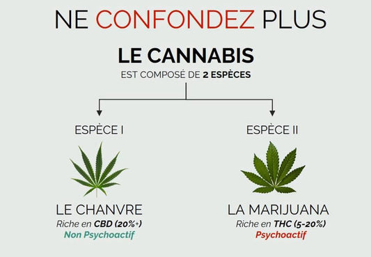 Qu'est ce que le CBD ?