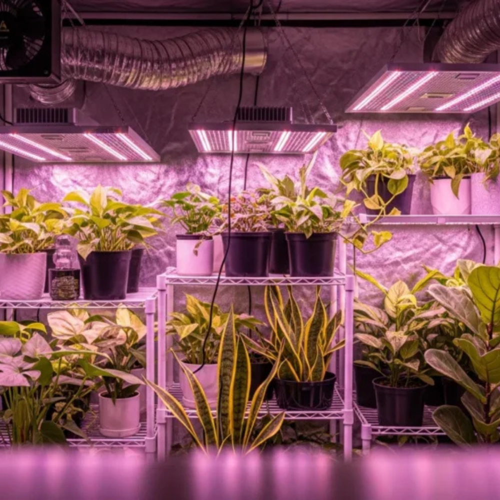 culture indoor chez greencity roanne growshop cbd