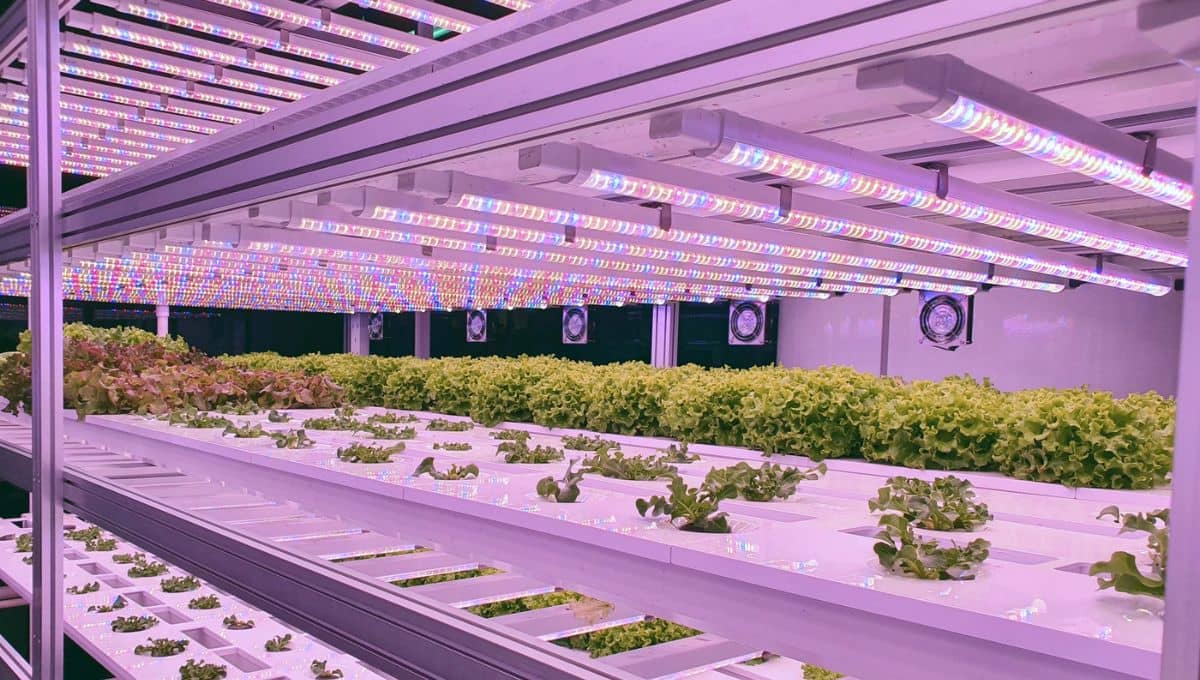 Greencity CBD Shop - Growshop - Herboristerie à Roanne vous présente sa gamme d'éclairage Horticole professionnel / produits alimentaires 100% Francais 