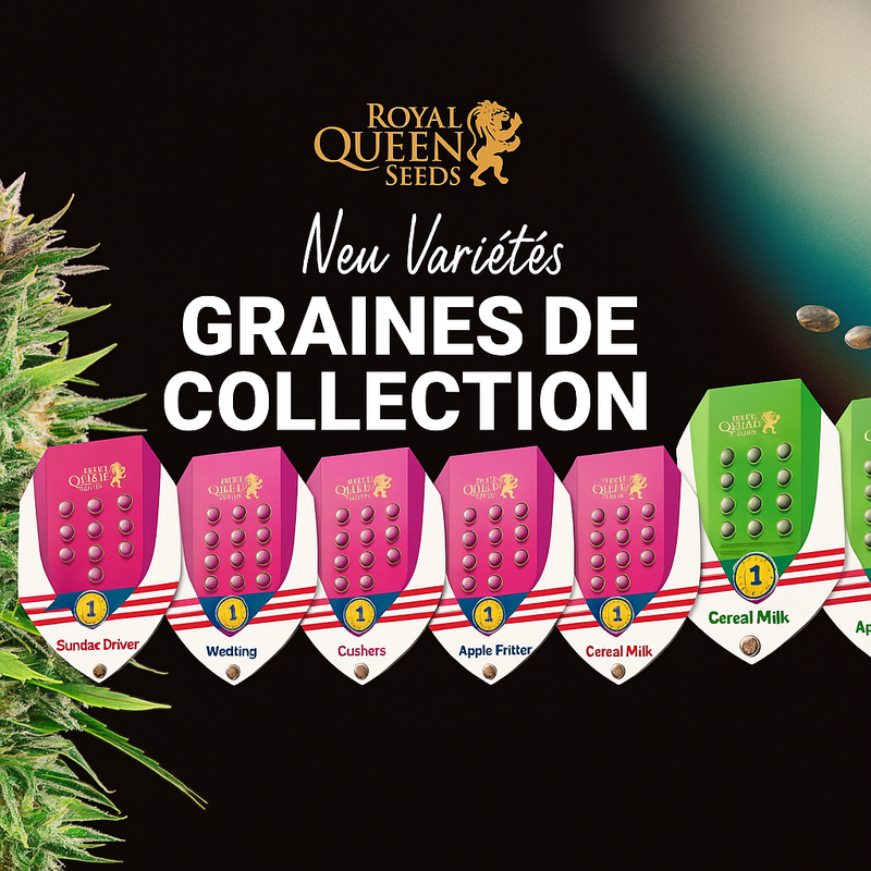 Graines de collection